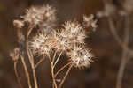 Coastal plain palafox